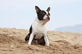 BOSTON TERRIER 424